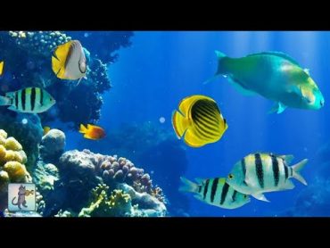 2 Hours of Beautiful Coral Reef Fish, Relaxing Ocean Fish, & Stunning Aquarium Relax Music