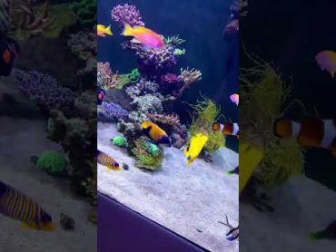 Just some BEAUTIFUL fish in the reef tank! aquarium aquariumfish