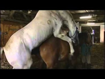 Horse mating