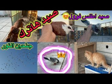 صيداليوم هاترك😍صيد اطلس فول😍صيد شادات حمر😇😇هزيمه التور الحبريات🤩🤩