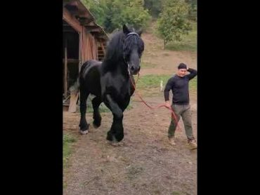 A giant Friesian horse