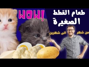 افضل اكل للقطط في عمرشهر اسهل ثلاث اكلات للقطط الصغيرة في عمر الشهر 😺