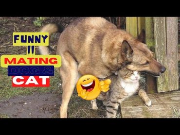 😂Try Not To Laugh Animals Video 2022 Cat And Dog MATINGBREEDING🐈️🐈️ 158 love animal