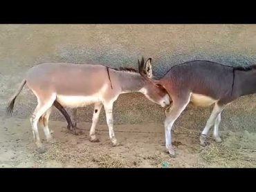 Donkey mating very nice video for animal breeding