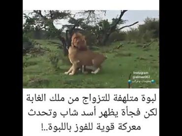 لبؤه متلهفه على الزواج