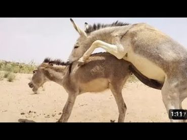 donkey mating  donkey and horse mating