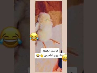 جدك قبل عرسك بيوم