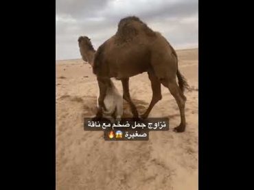 تزاوج جمل ضخم مع ناقه صغيره