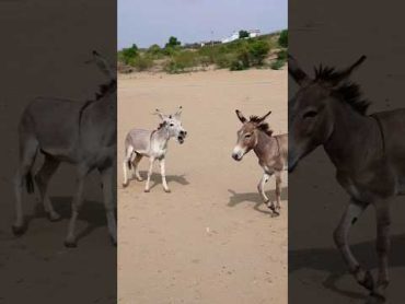 donkey enjoy pets