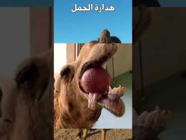 لماذا يخرج الجمل كيس لحمي من فمه ؟