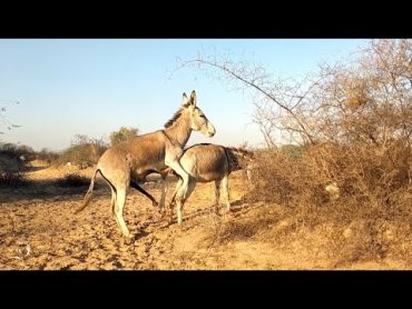 Donkeys Enjoying Mating in jungle @Animalslife142 @MP2animals trending