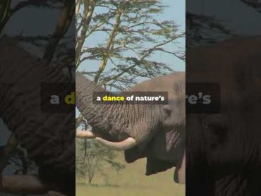 The Majestic Life of Kruger&39;s Matriarch Elephant