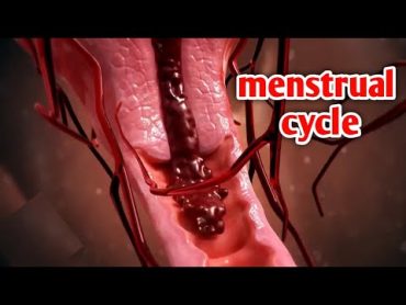 شاهد كيف تحدث الدورة الشهرية بطريقة علمية مبسطة Watch how ovulation and menstrual cycle occur