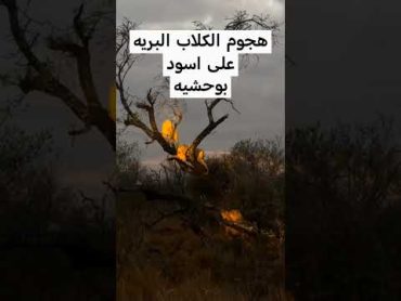 اسود هجوم شرس مفاجاة بالغدرshortsالربحمنيوتيوب