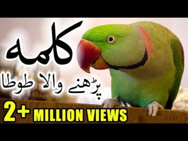 Parrot Reciting Kalma  Subhanallah  Faisal JavedTV