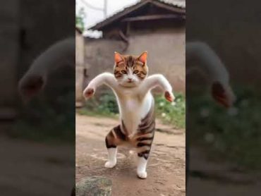 Cat Dance 😂 shorts cat pet dance comedy