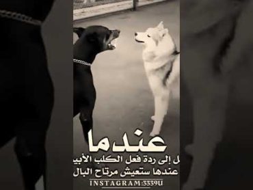 عندما يبرد القلب 💔