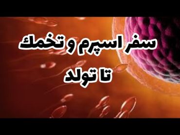 سفر اسپرم و تخمك تا تولد