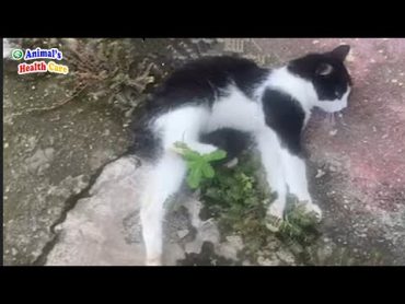 Don&39;t Waste Your Time! Poor Cat Tearfully Waiting for The End of Life