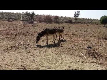 Horse Mating Donkey  donkey Donkeys Breeding  Animals Mating Compilation 2024