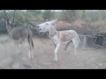 white donkey was exited حمیرحمار