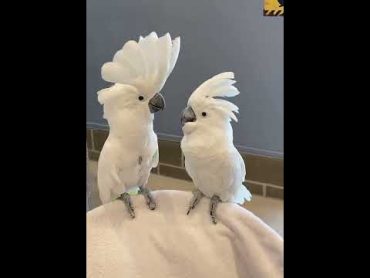 Cockatoos رقص!