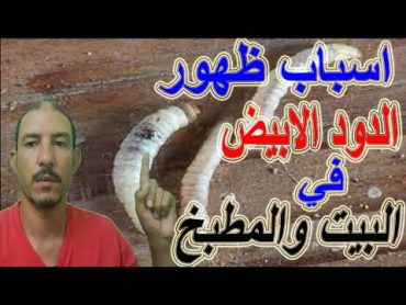 الدود الابيض/أسباب ظهور الدود الابيض في البيت والمطبخ والحمام