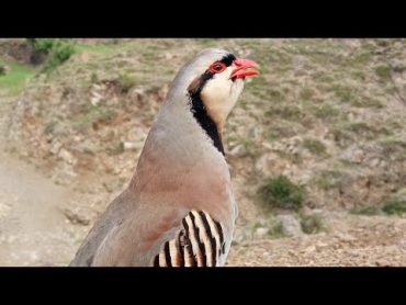 مادی چکور کی اوازFemale Chakor soundsChukar calling