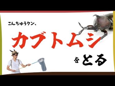 【いきもの探し】こんちゅうクン、カブトムシをとる！