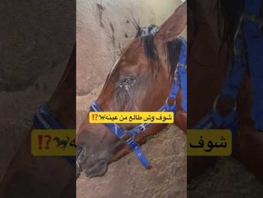 شوف وش طالع من عينه🐎 اكسبلور الخليج happy الخيل خيل حصان ترند