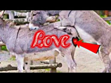 Donkey Mating love 💕 Animal Mating Pets & Birds natural life videos