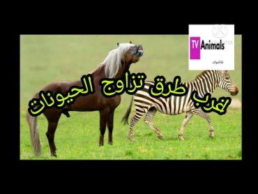 شاهد اغرب عادات تزاوج الحيونات