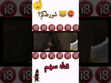 فيديو رمانسي 😹☹️ شلونهم الربع 😁