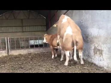 A cow have sex