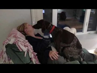 Dog loves his mommy!   German Shorthaired Pointer kissing/licking and being a lap dog!