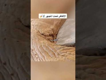 كيف يبدو الجسم البشري تحت المجهر 😳🔬