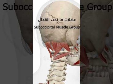 السبب العلمي وراء الصداع والم الراس والرقبه