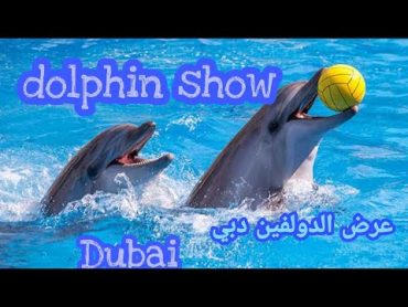 عرض الـ دولفين  عرض الدلافين دبي   dolphin show in dubai 🐬🐬