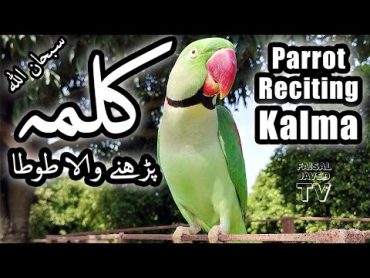 Parrot Reciting Kalma  Talking Parrot  Faisal Javed TV