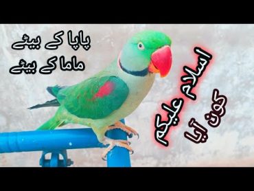 سلام کرنے والا طوطاSalam Karne Wala parrotparrot say Aslam alaikum