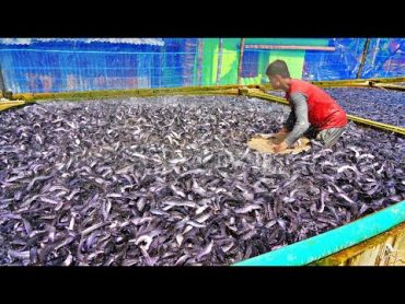 Hybrid Magur Fish Farming Business  Million Of Hybrid Magur Eating Food in Tank  Fish Farm in Asia