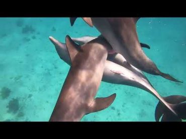 ذكور الدولفين يتناوبون علي  إنثي الدولفين Male dolphins alternate with a female