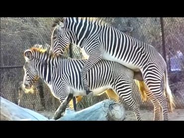 Zebra mating 😳 funny zebra crossing  animals sexual reproduction  animals mating