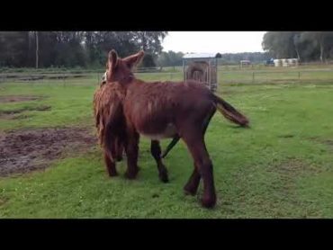 Mating donkey,  burros mating,  mules mating, donkeys breeding, donkey fight, donkey mate.