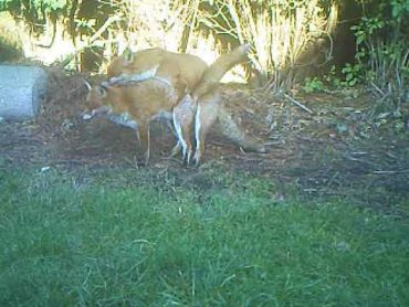 Foxes mating