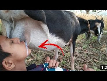 طفل يرضع من المعزة مباشرة baby breastfeeding goat