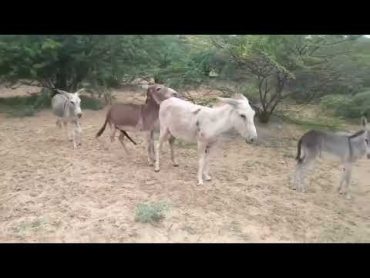 Donkey Mating Animal Mating Pets & Birds natural life videos