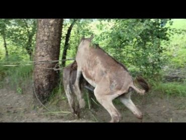 "RecordBreaking Donkey Mating Video  Watch the Most Viral Wildlife Moment Ever!"