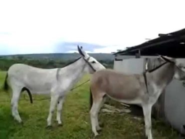 Donkey Meeting..