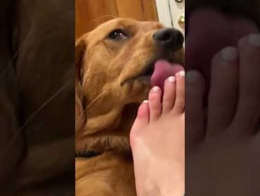 ASMR toe licking puppy feet toes asmr